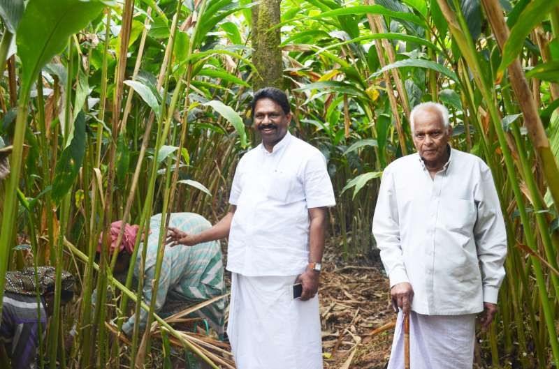 Teak timber stacked at Hillwood Group's Feroke processing yard