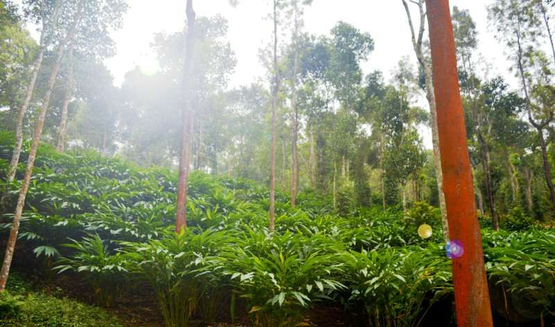 Teak timber at Hillwood Group's Feroke mill, Kerala