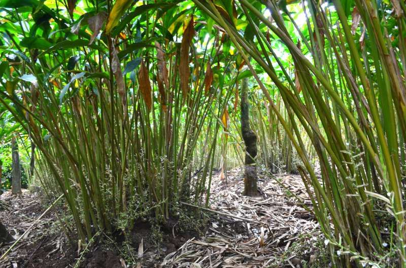 FSC-certified hardwood forest origin